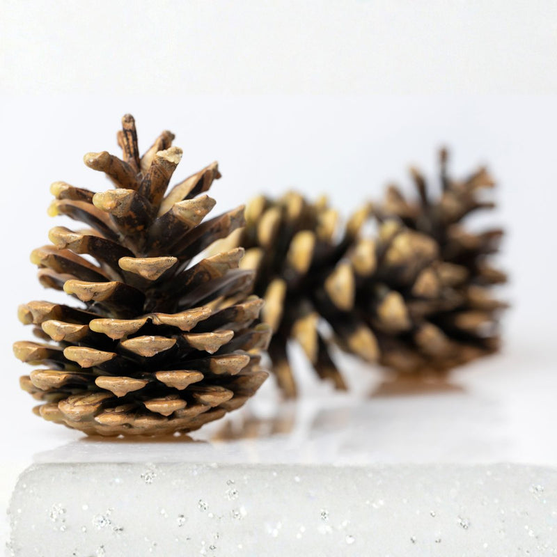 Braständare/Grillkotte