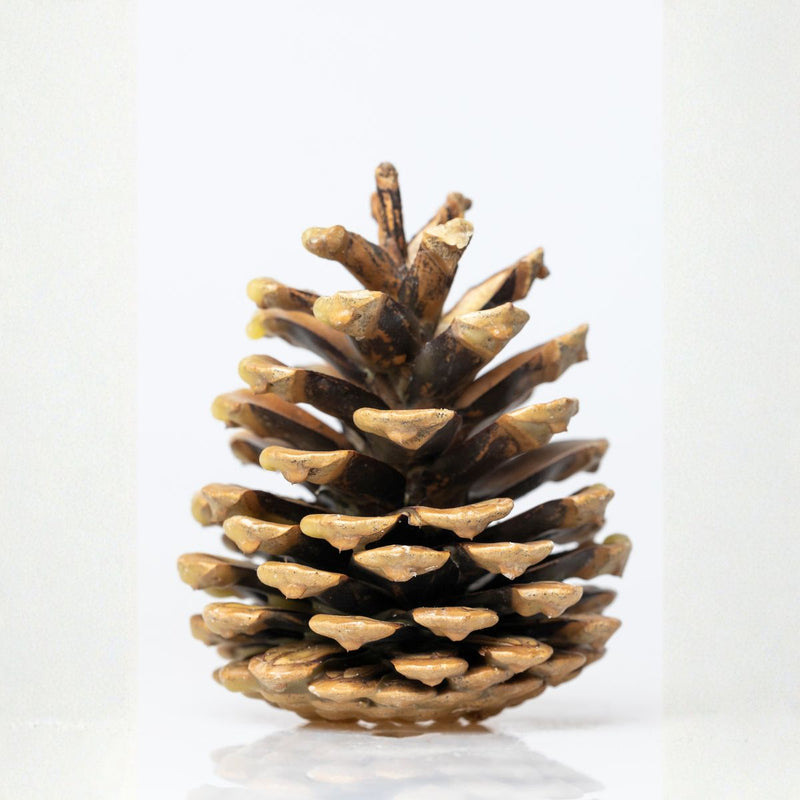 Braständare/Grillkotte