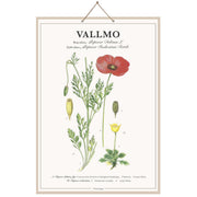 Skolplansch Vallmo - Ovolin