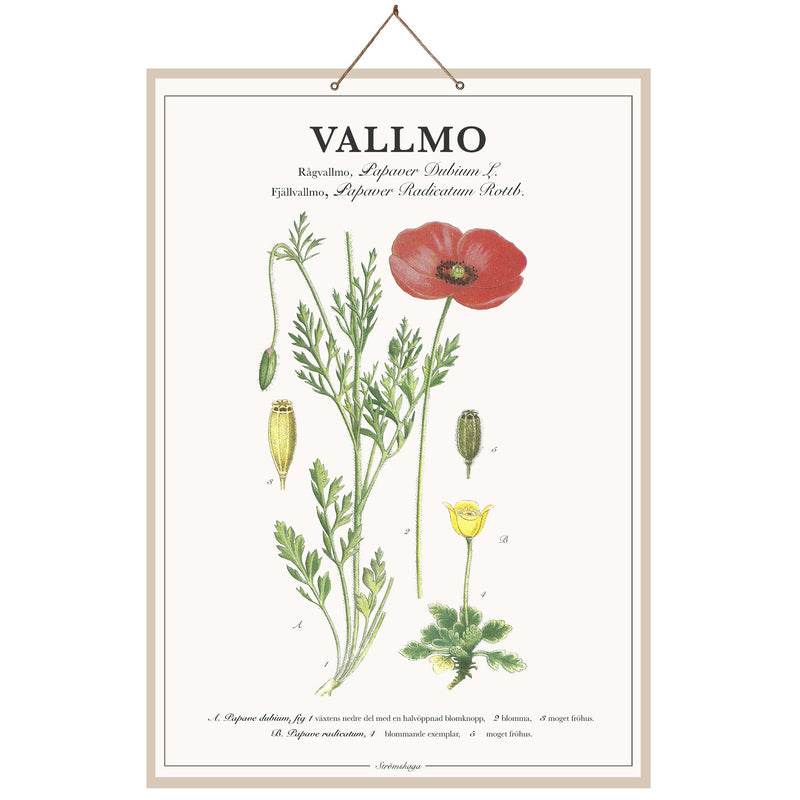 Skolplansch Vallmo - Ovolin